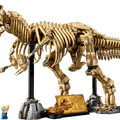 Dinosaur Fossils: Tyrannosaurus rex