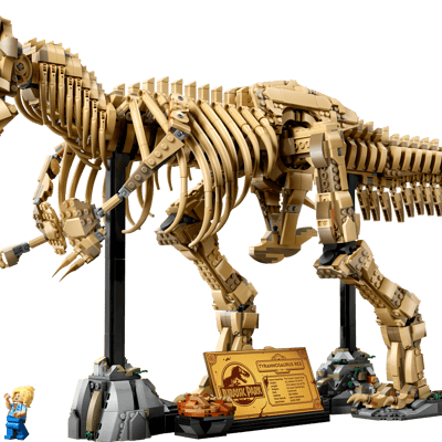 Dinosaur Fossils: Tyrannosaurus rex