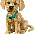 Golden Retriever Puppy
