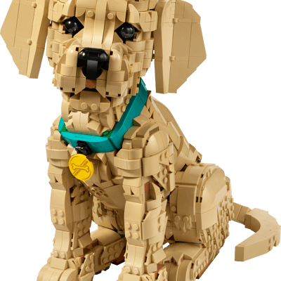 Golden Retriever Puppy