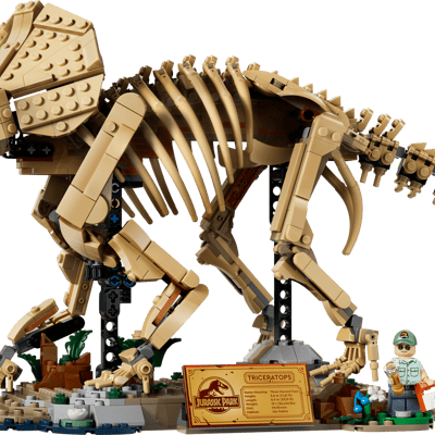 Dinosaur Fossils: Triceratops