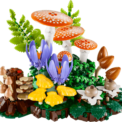 Woodland Mushrooms