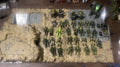 Halo mega Green Lot